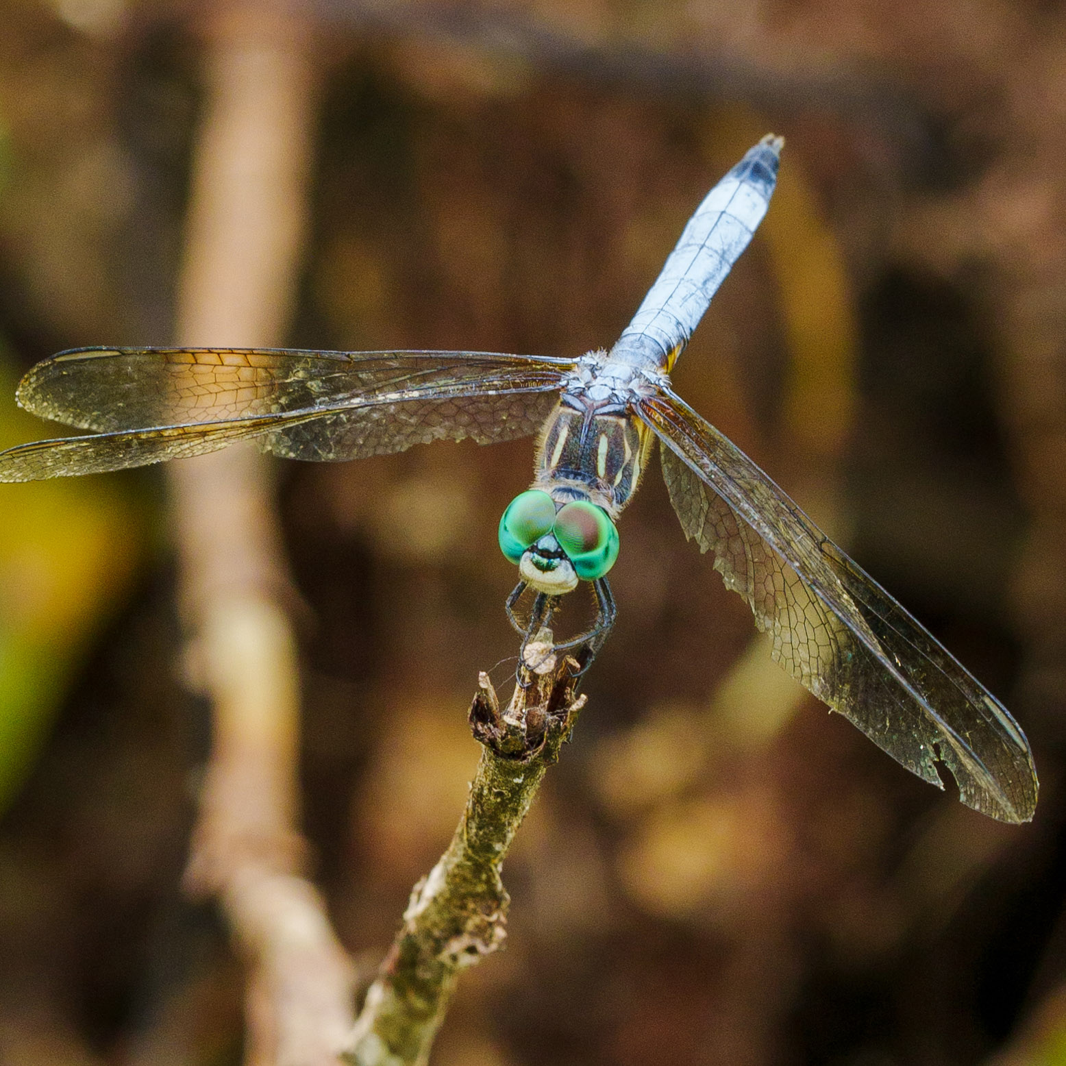 Smiling Dragonfly